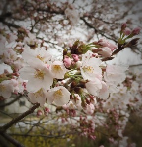 wpid-20150401030755.jpg